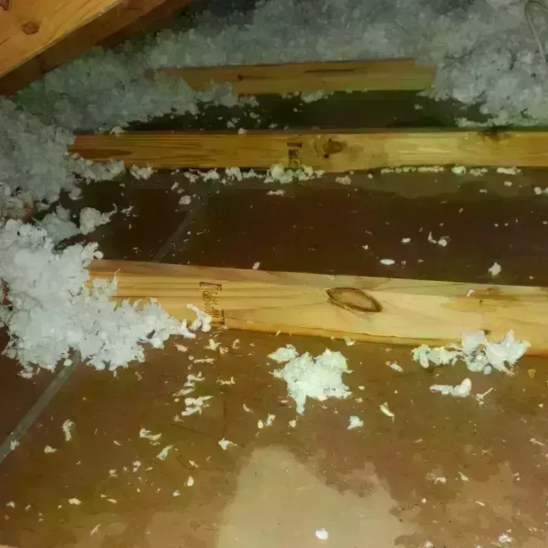 Attic Water Damage in Forest Lake, MN