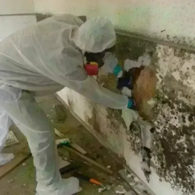 Mold Remediation and Removal in Forest Lake, MN